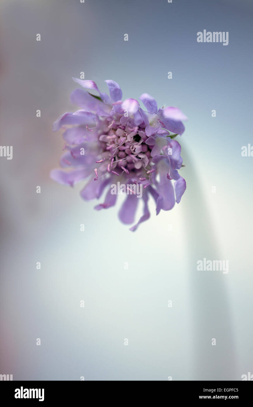 Witwenblume, Scabiosa Kolumbarien "Blue Note", Seitenansicht der Hälfte öffnen lila Blume mit derselben Farbe Staubgefäßen, selektiven Fokus. Stockfoto