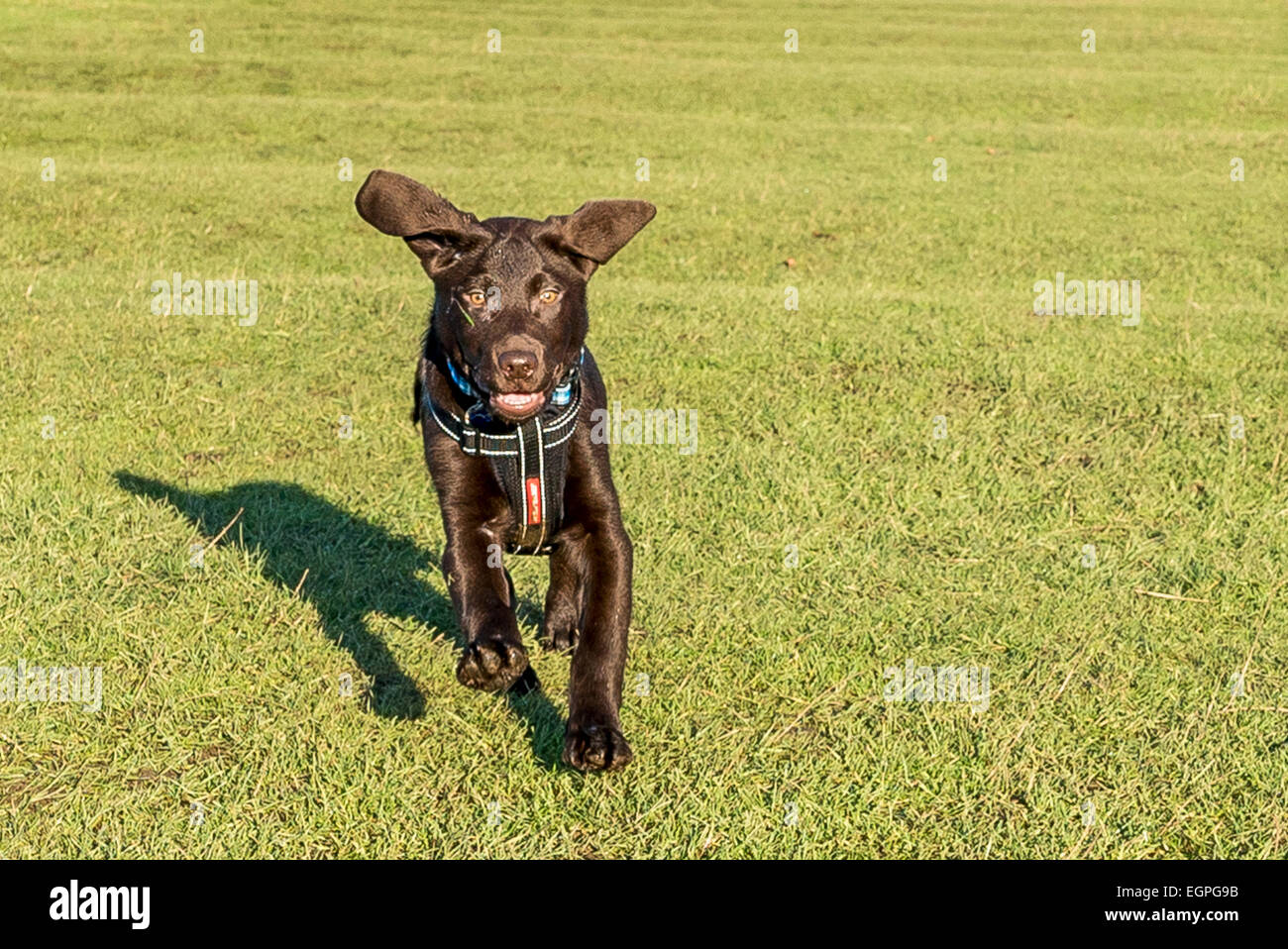 Chocolate Labrador-Welpe auf dem grünen Rasen mit einem Gurt auf ausgeführt. Stockfoto