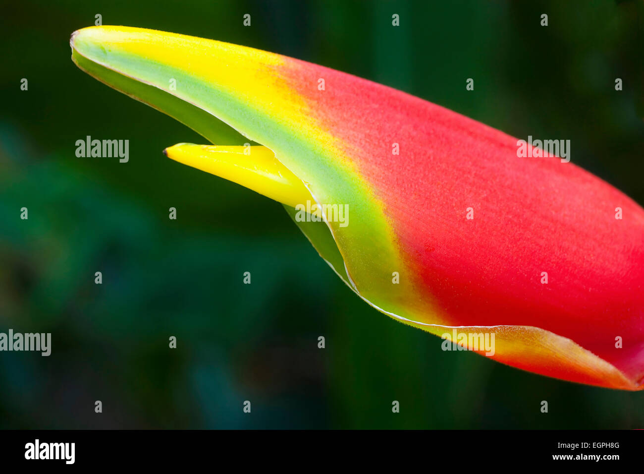 Heliconia Rostrata, auch bekannt als Hummergreifer, engen Blick auf die roten clawlike Blüten mit gelb und grün, Spitzen in Südvietnam fotografiert. Stockfoto