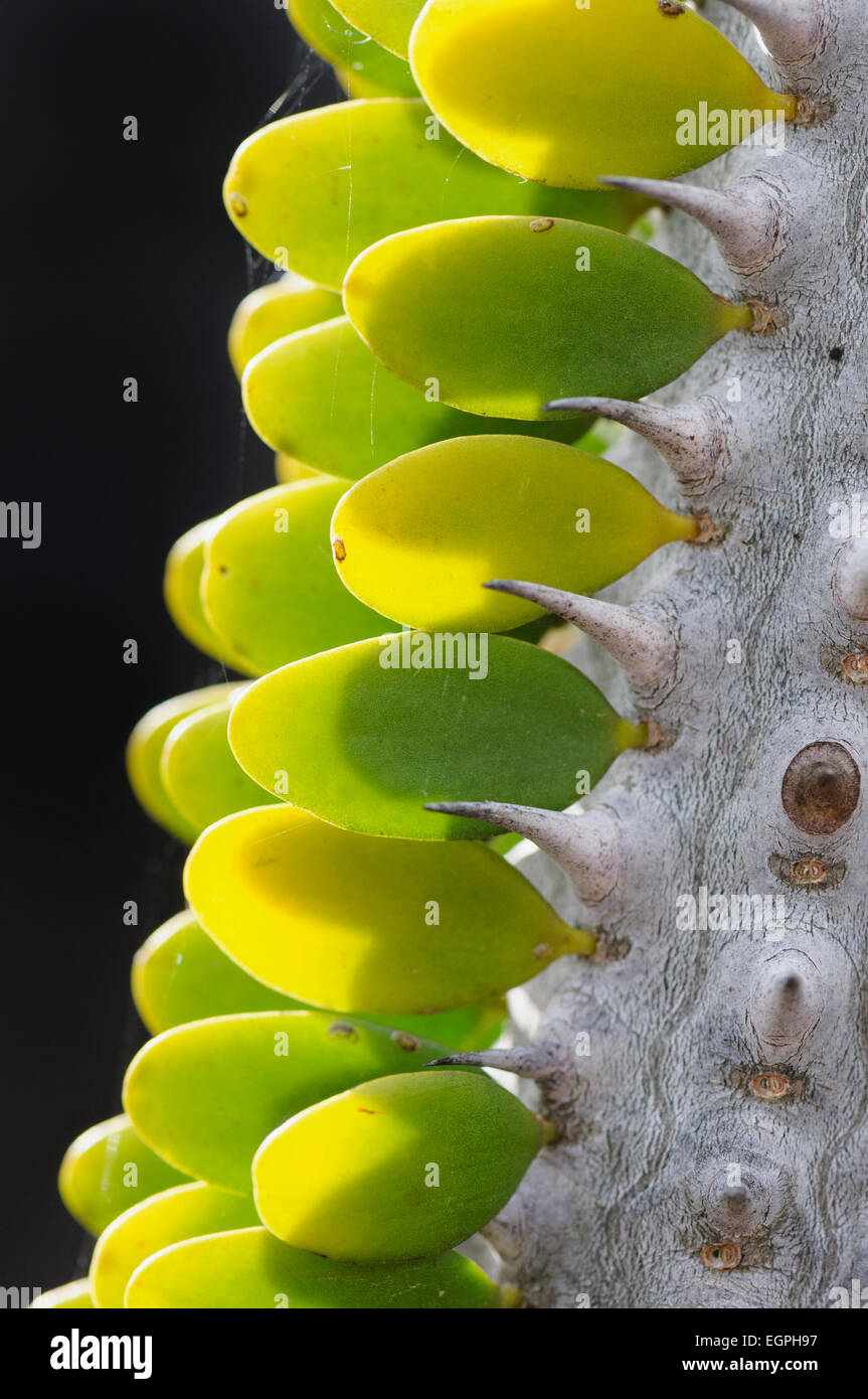 Madagaskar Ocotillo, Alluaudia Procera, enge Seitenansicht des kleinen Broschüren im Muster entlang einem stacheligen holzigen Stengel. Stockfoto