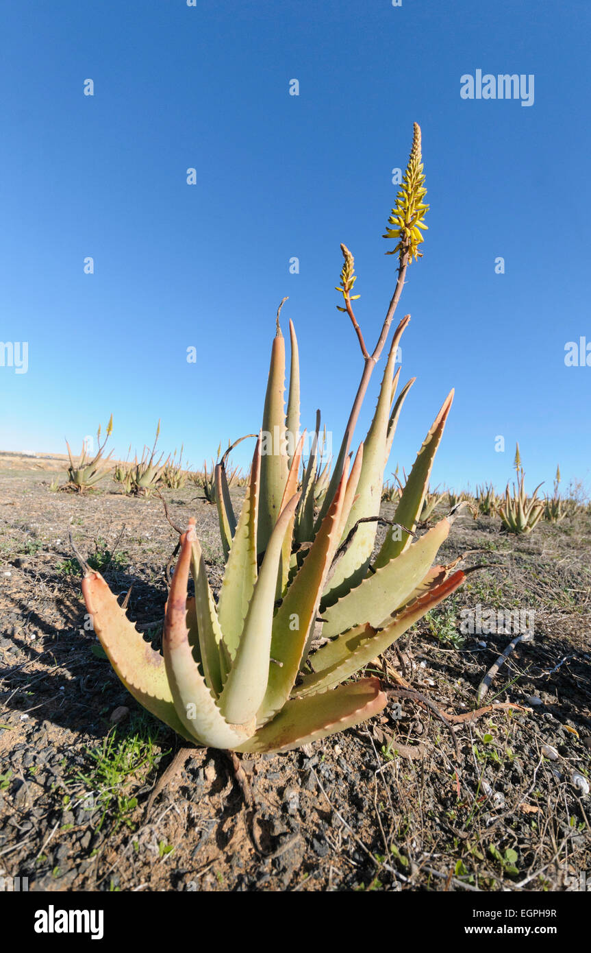 Wilde aloe vera -Fotos und -Bildmaterial in hoher Auflsung  Alamy