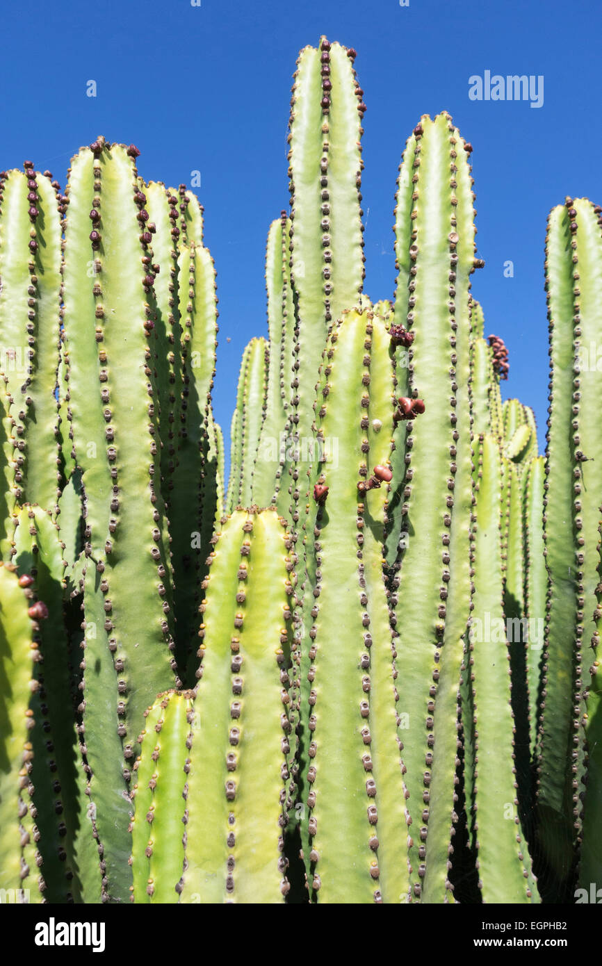 Kandelaber Baum, Euphorbia Kandelaber, Seitenansicht aus mehreren geriffelte spikey Säulen in der Sonne vor blauem Himmel. Stockfoto