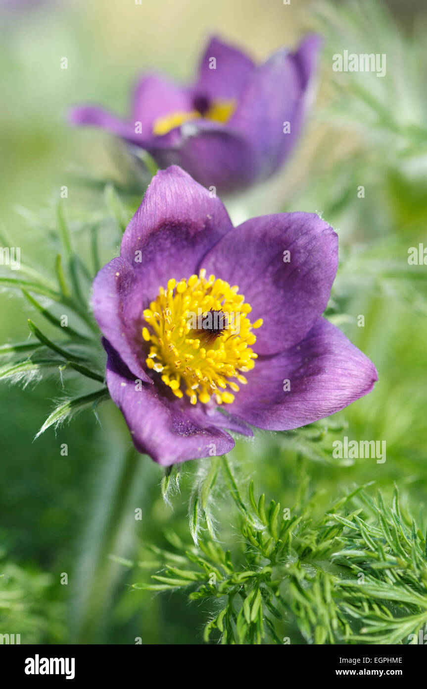 Kuhschelle Pulsatilla Vulgaris, enge Blick nach vorne auf eine offene lila Blüten mit gelben Staubgefäßen und umgeben mit pelzigen, gefiederten Laub, eine andere Blume hinter. Stockfoto