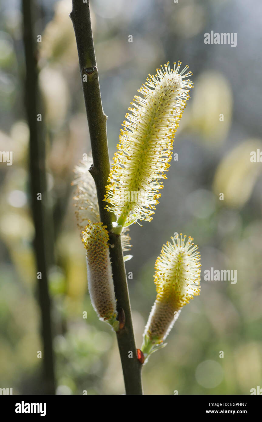 Düne Weide, Salix Hookeriana, enge Seitenansicht der Hintergrundbeleuchtung Kätzchen auf einem Zweig gegen gefleckten Licht entstehen. Stockfoto
