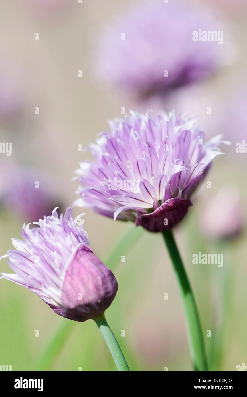 Schnittlauch, Allium Schoenoprasum, Seitenansicht 2 Stiele mit hell-lila Blüten, die eine vollständig und ein Teil öffnen, andere weich hinter konzentrieren. Stockfoto