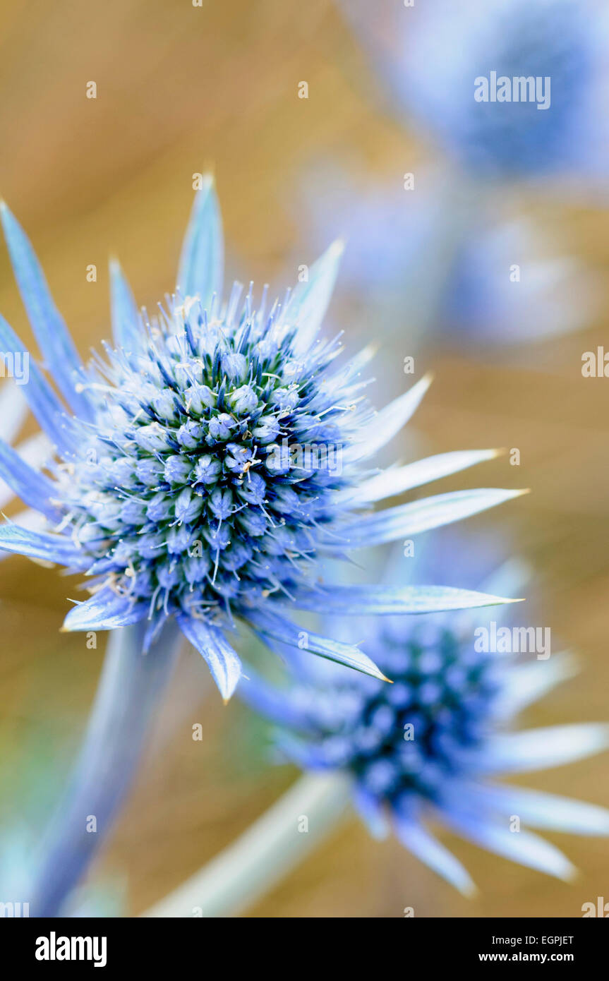 Meer-Holly, Eryngium Planum, Nahaufnahme von einer blauen spikey Blüte mit gelben Spitzen Staubgefäßen, andere weich hinter konzentrieren. Stockfoto