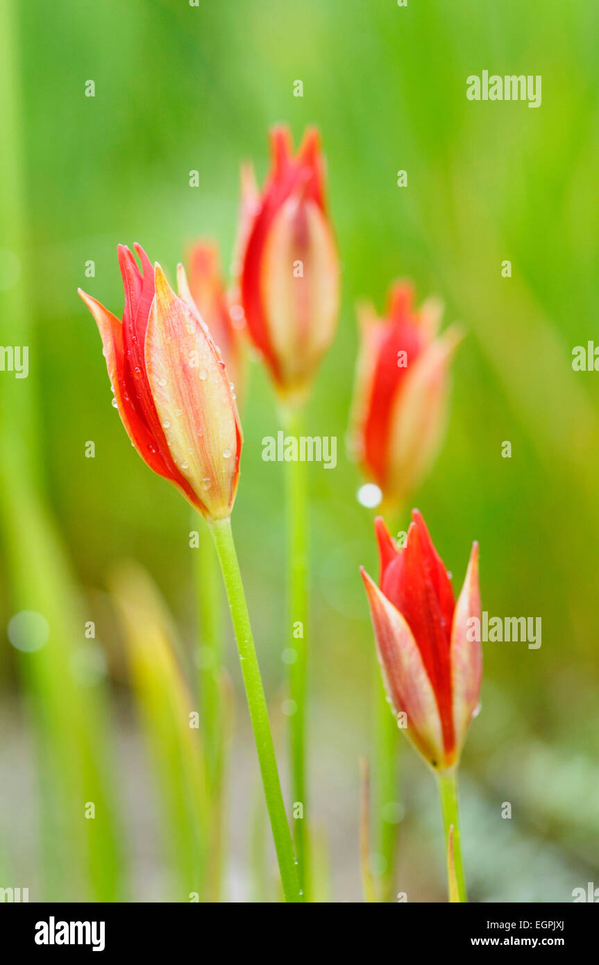 Tulpenbaum, verlässt Liriodendron Tulipifera 'Fastigiatum', enge Draufsicht auf eine Blume mit Grün und orange Blüten und langen orangen Staubblättern grün. Stockfoto
