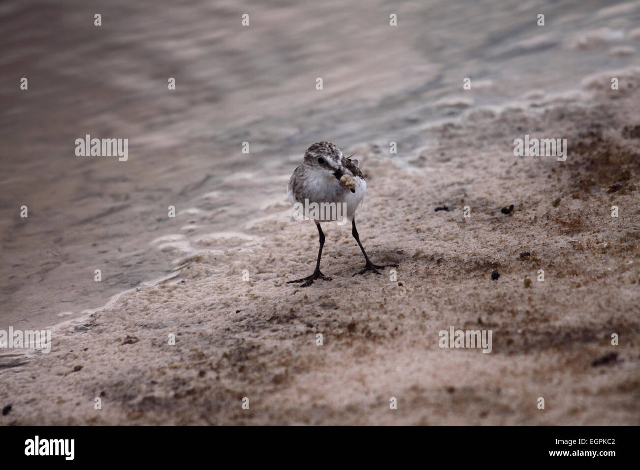 Zwergstrandläufer sondieren Rechnung in sandigen Ufer des Gewässers in Botswana Stockfoto