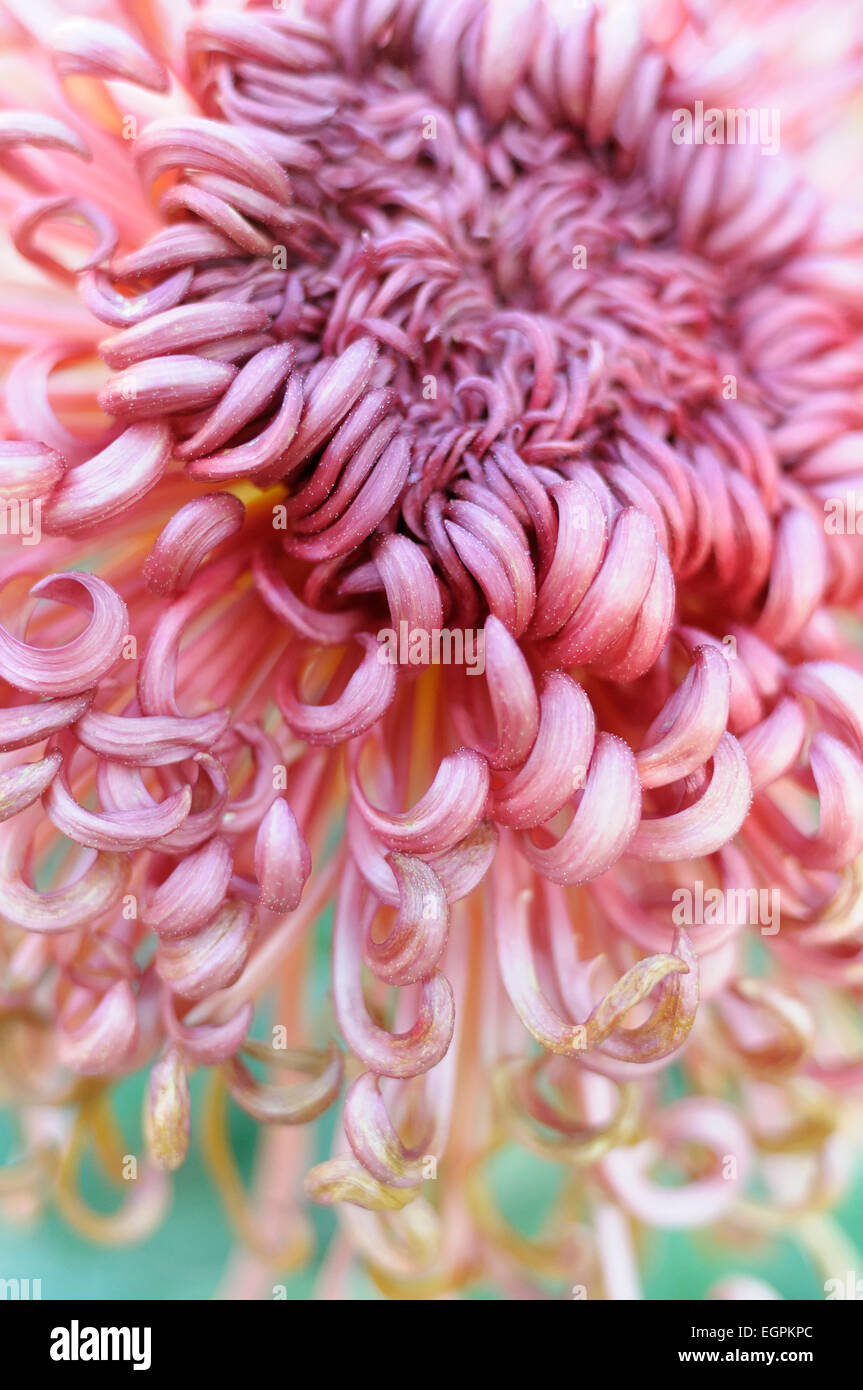 Chrysanthemen-Sorte, nahe Ansicht von shaggy rosa Blüte mit Massen von nach innen gewellten Blütenblätter mit blauem hinter beschnitten. Stockfoto