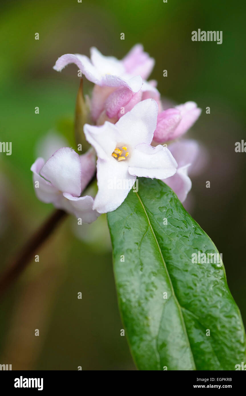 Daphne Bholua 'Jacqueline Postill', schließen Sie die Ansicht eines Clusters von Blumen und ein Blatt mit Regentropfen. Stockfoto
