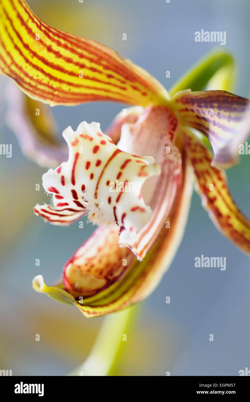 Orchidee Cymbidium Tracyanum beschnitten schließen, Blick auf den Mund und Zunge dieser gestreiften orange Orchidee. Stockfoto