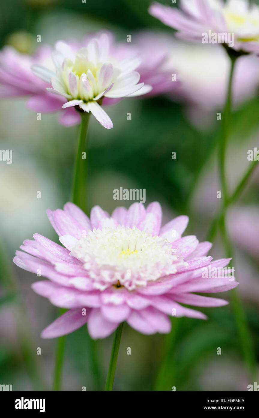 Marguerite Daisy, Argyranthemum Frutescens Sorte, Seitenansicht von Blüten mit violetten äußeren Blütenblätter und Creme innere Blütenblätter auf langen Stielen. Stockfoto