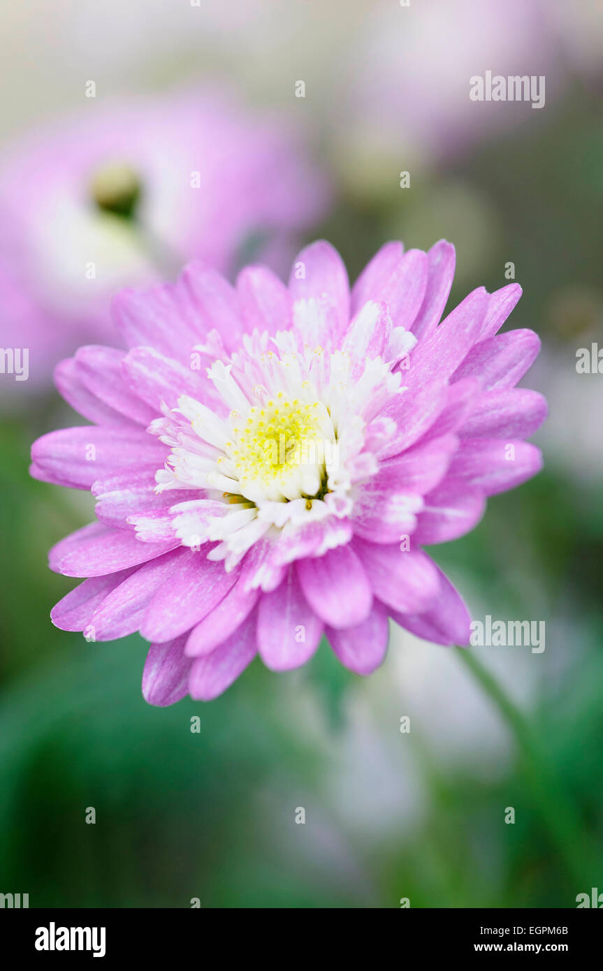 Marguerite Daisy, Argyranthemum Frutescens Sorte, Vorderansicht Blume mit lila äußeren Blütenblätter und Creme innere Blütenblätter. Stockfoto