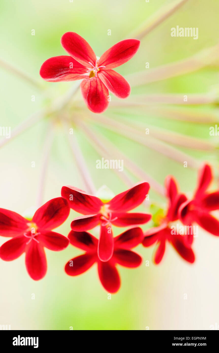 Pelargonien Ardens hautnah mit kleinen roten Blüten mit fünf Blütenblättern. Stockfoto