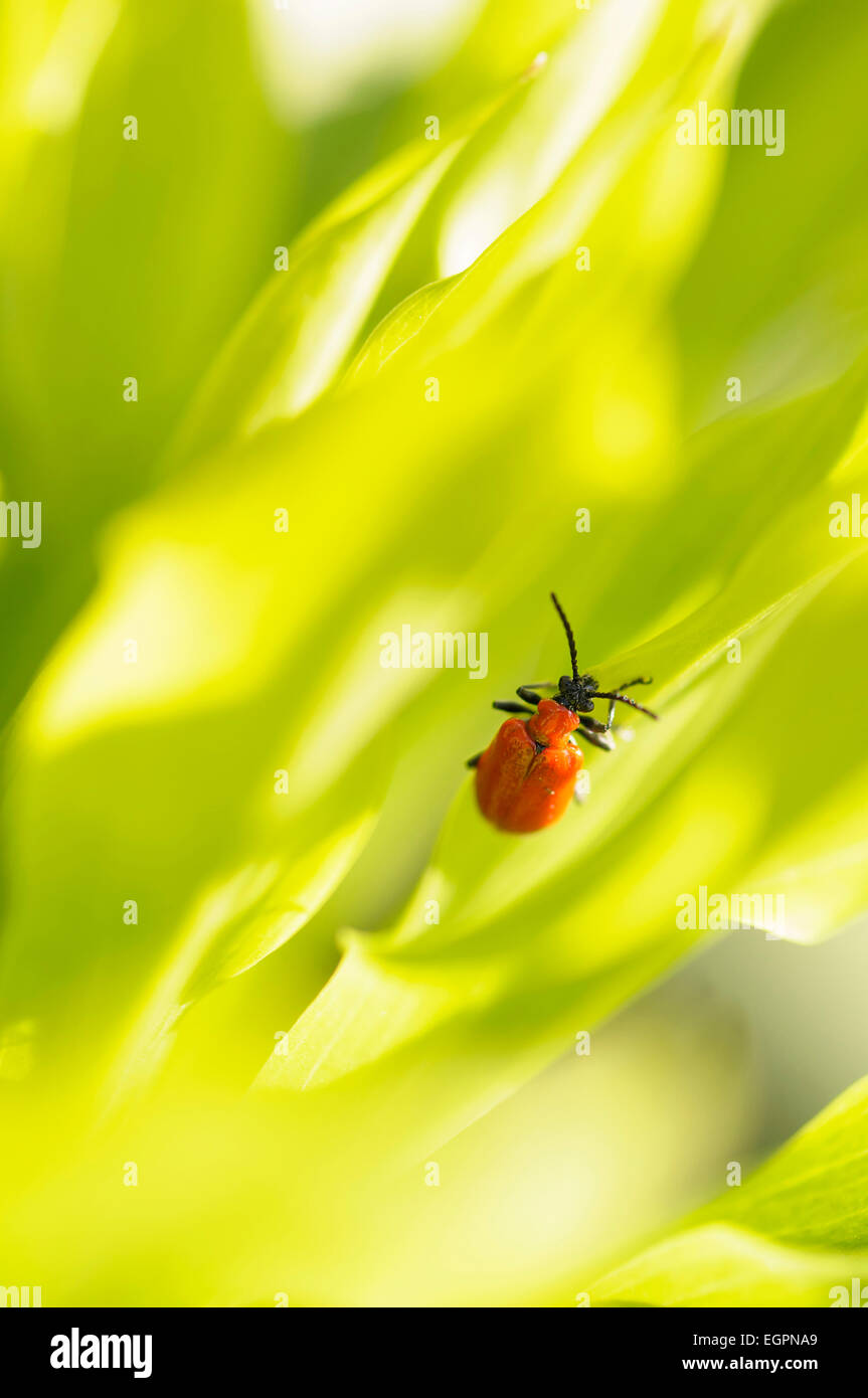 Rotes Schild Bug, Acanthosomatidae, auf grünem Laub. Stockfoto