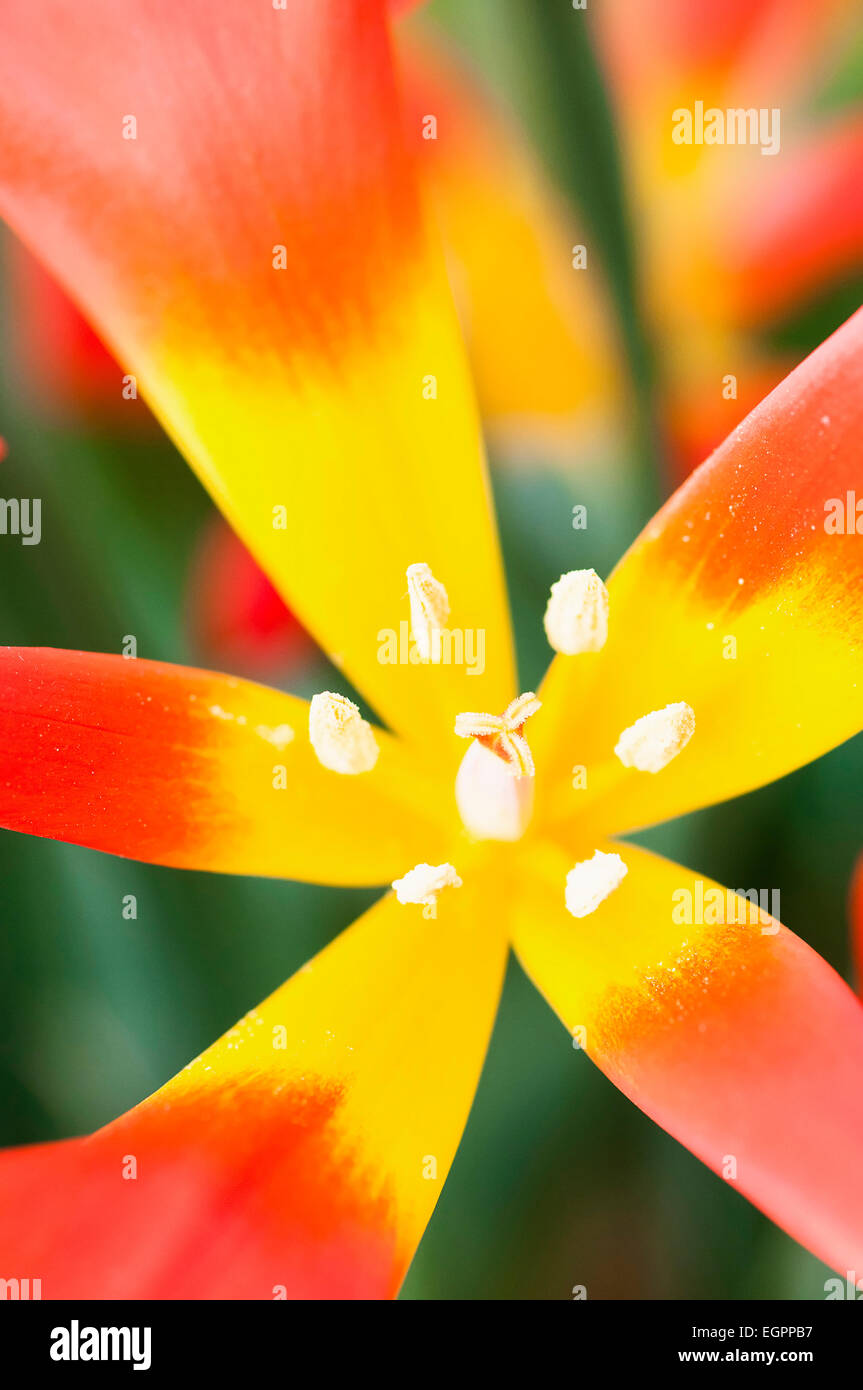 Tulpen, Tulipa Vvedenskyi Nahaufnahme von roten Spitzen gelben Blütenblätter Shwing Staubblätter. Stockfoto
