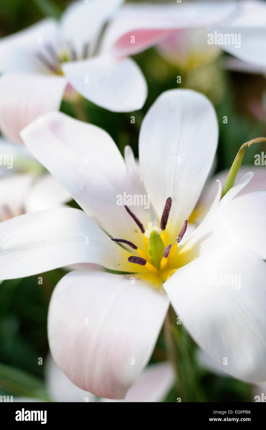 Tulpen, Tulipa "Lady Jane". Draufsicht auf eine vollständig offene weiße Blume mit gelben Staubgefäßen kippte mit braun, andere hinter, Stockfoto