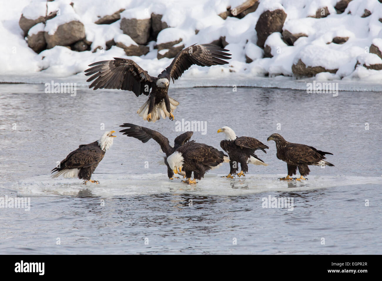 Eine Gruppe von Weißkopf-Seeadler Abstieg auf einem Blatt des Eises mit einem Fisch drauf. Stockfoto