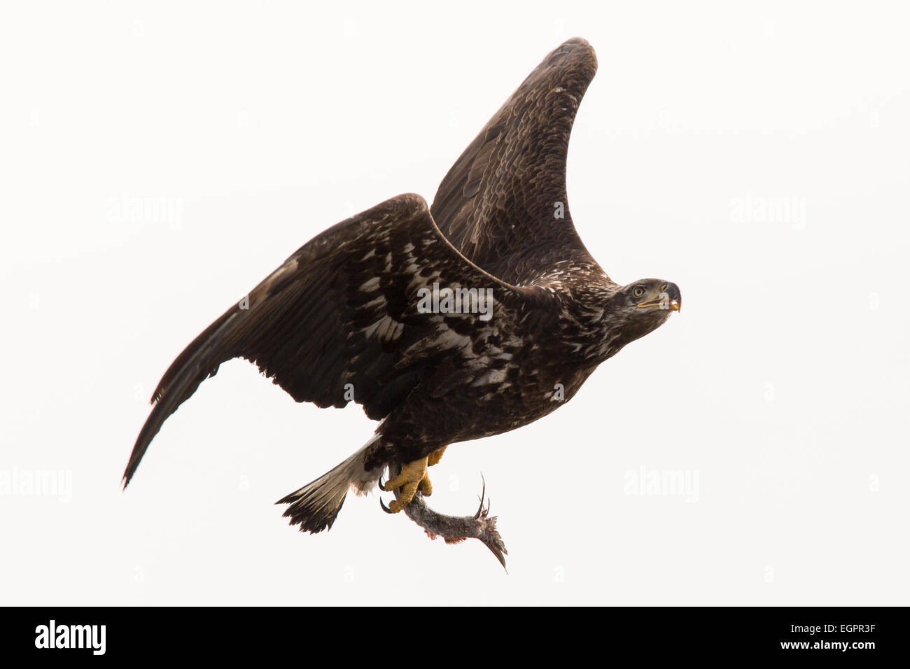 Eine unreife Weißkopfseeadler mit einem Fisch in seinen Krallen. Stockfoto