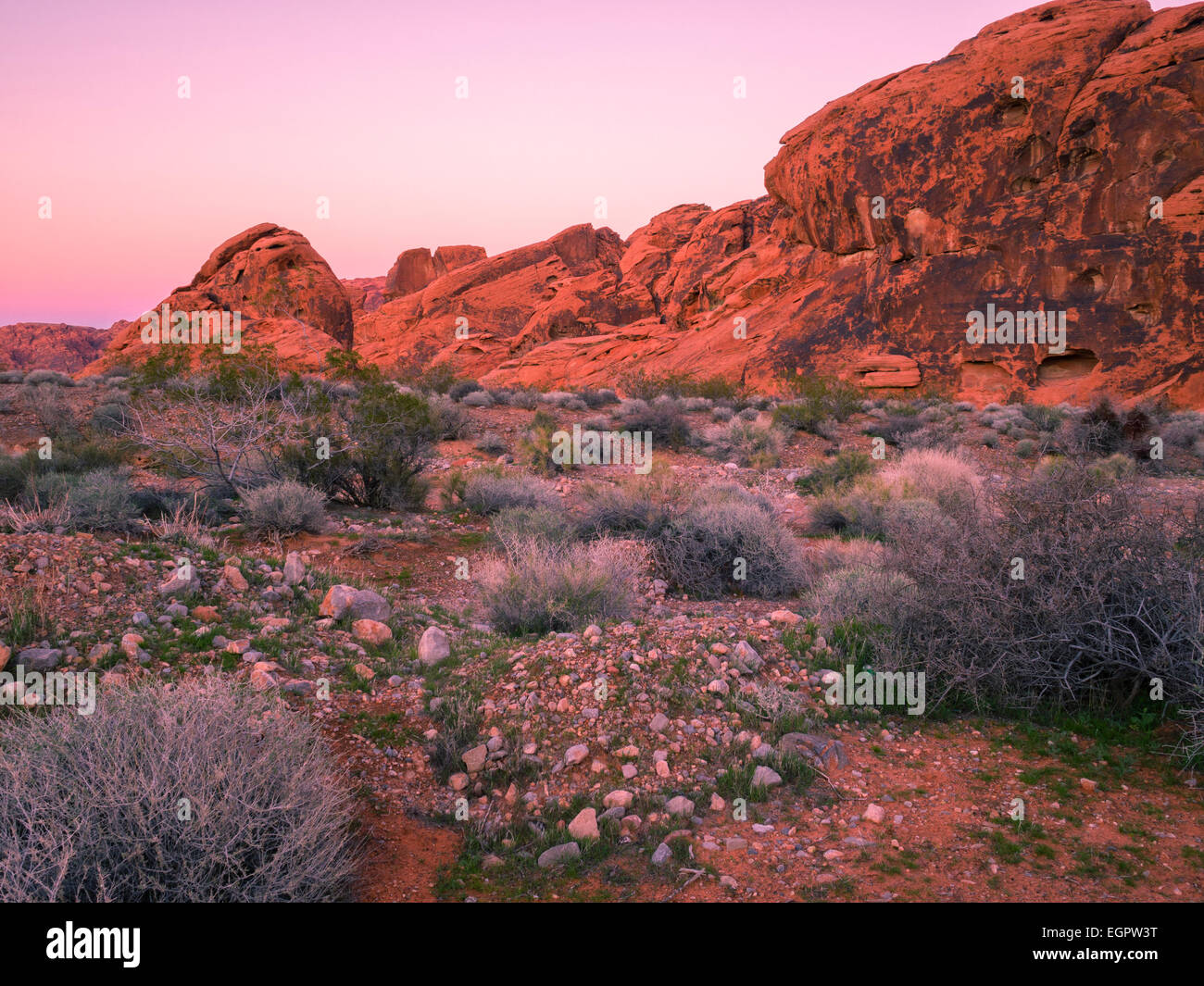 Roten Felsformationen bei Sonnenuntergang in der Wüste, Valley of Fire State Park, Nevada, USA.  Valley of Fire ist in der Mojave-Wüste Stockfoto