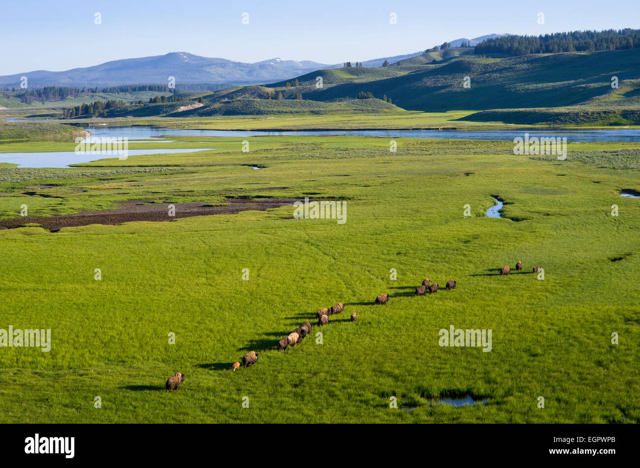 Linie der Bison in der Hayden Valley in der Morgendämmerung, Yellowstone-Nationalpark, Wyoming, Vereinigte Staaten von Amerika. Stockfoto