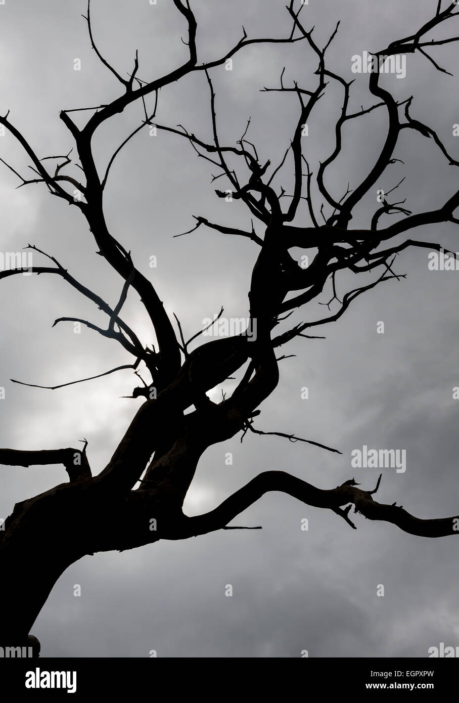 Toter Baum gegen dunkle Wolken eines Sturms Stockfoto