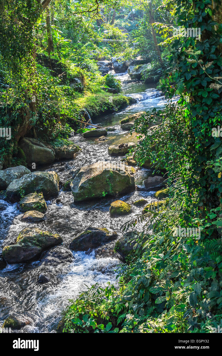 Wasser fließt durch den grünen Wald in Bali, Indonesien Stockfoto