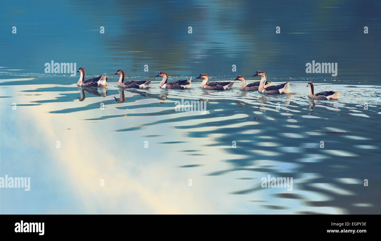 Swan Goose, Anser Cygnoides auf einem See Stockfoto