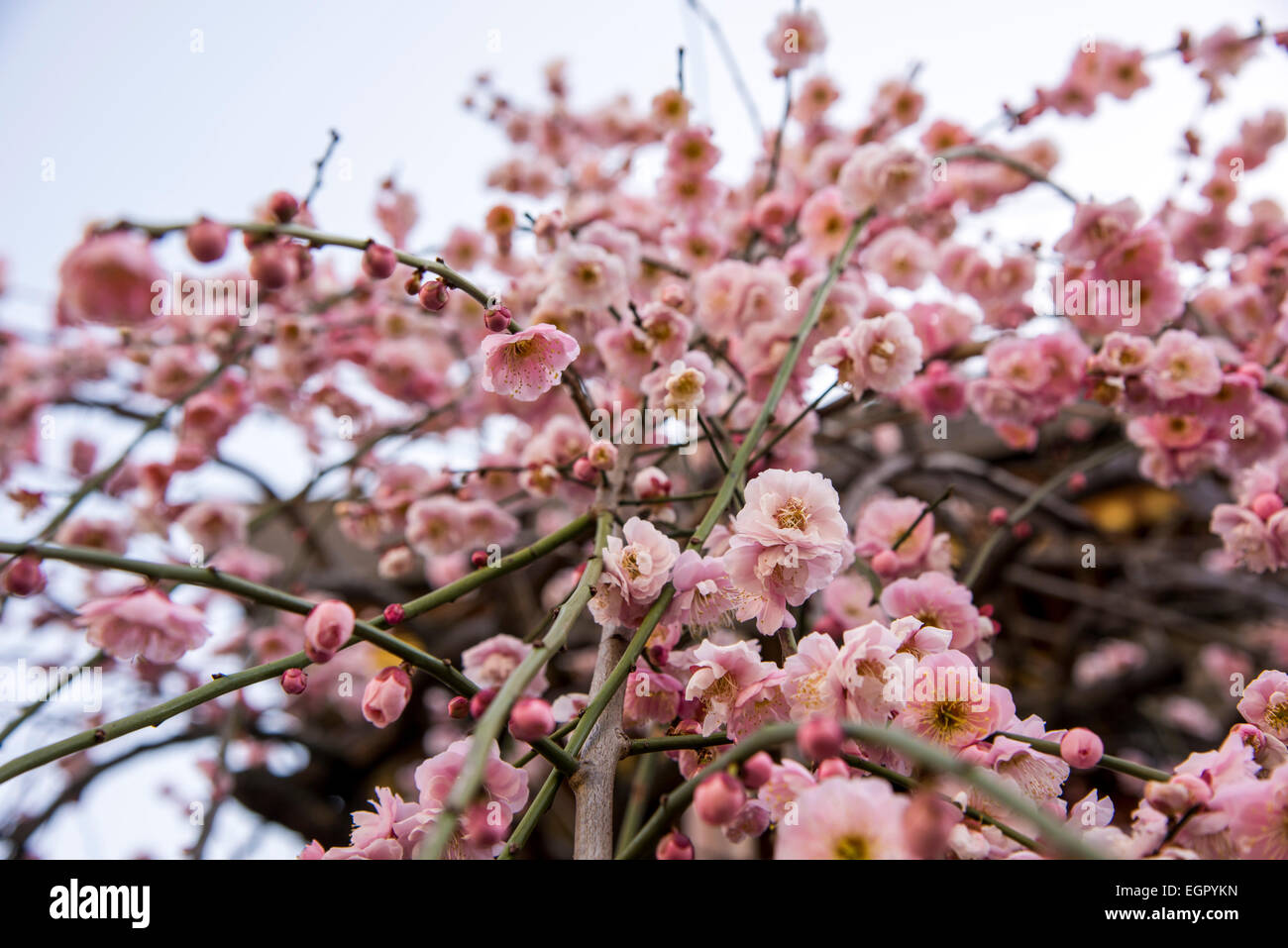 Ume Festival, Yushima Tenmangu, Bunkyo-Ku, Tokyo, Japan Stockfoto