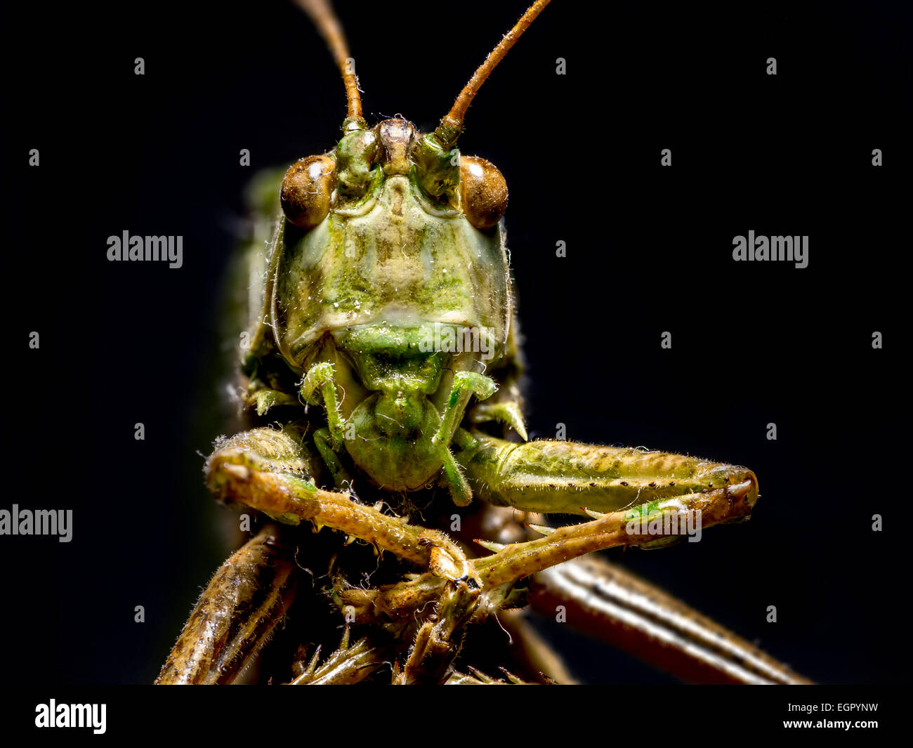 Makroaufnahme von Heuschrecke auf schwarzem Hintergrund Stockfoto