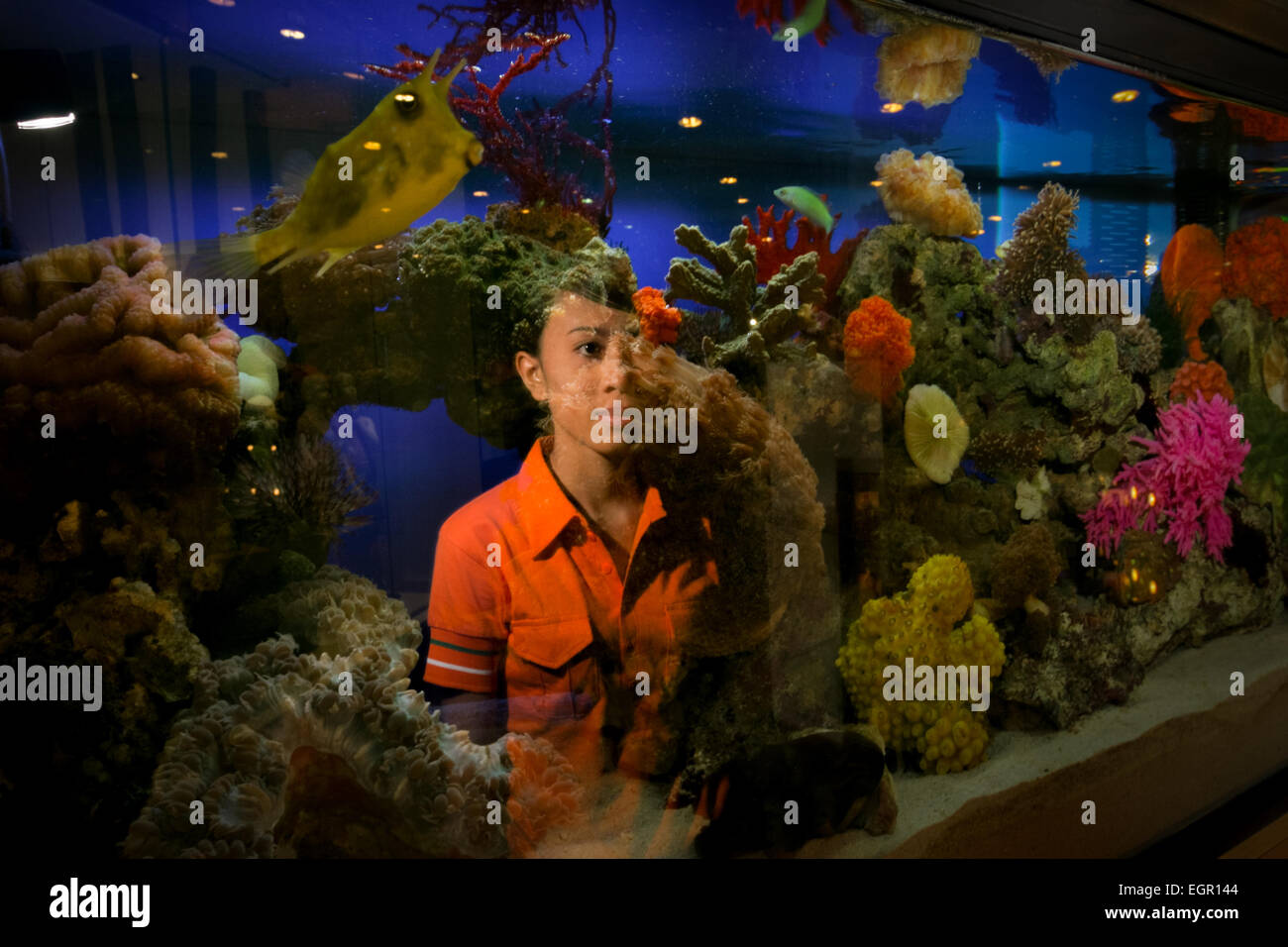 Ein Arbeiter posiert für ein Foto vor einem Salzwasseraquarium voller Korallenriffe und anderer Meeresbiota bei einem Händler in Jakarta, Indonesien. Stockfoto