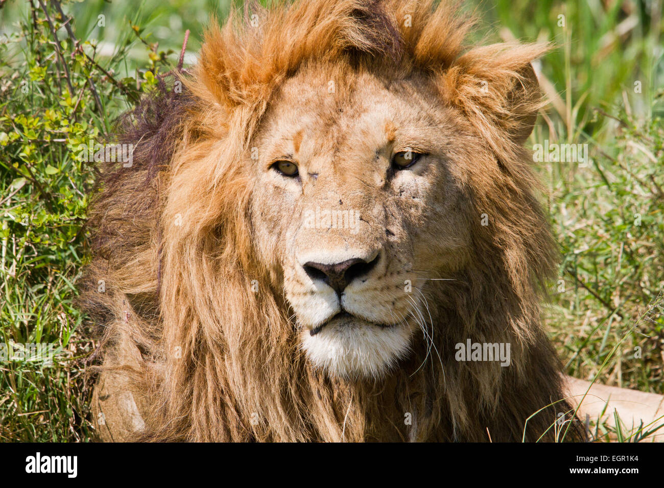 Männlicher Löwe der Marsh stolz, Masai Mara, Kenia Stockfoto