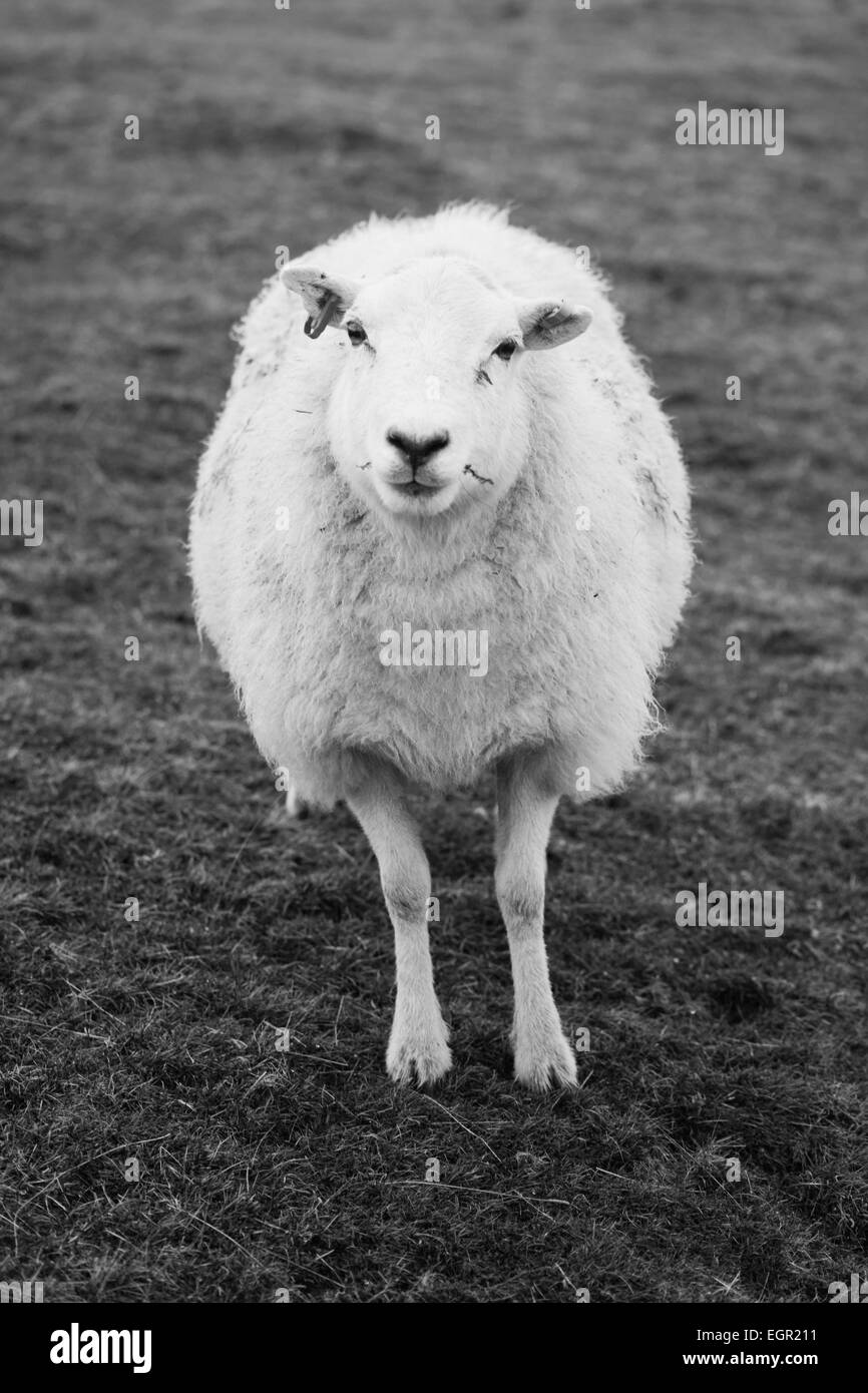 Schwarz-weiß-Porträt eines Schafes in Brecon-Beacons-Nationalpark, Wales, Großbritannien. Stockfoto