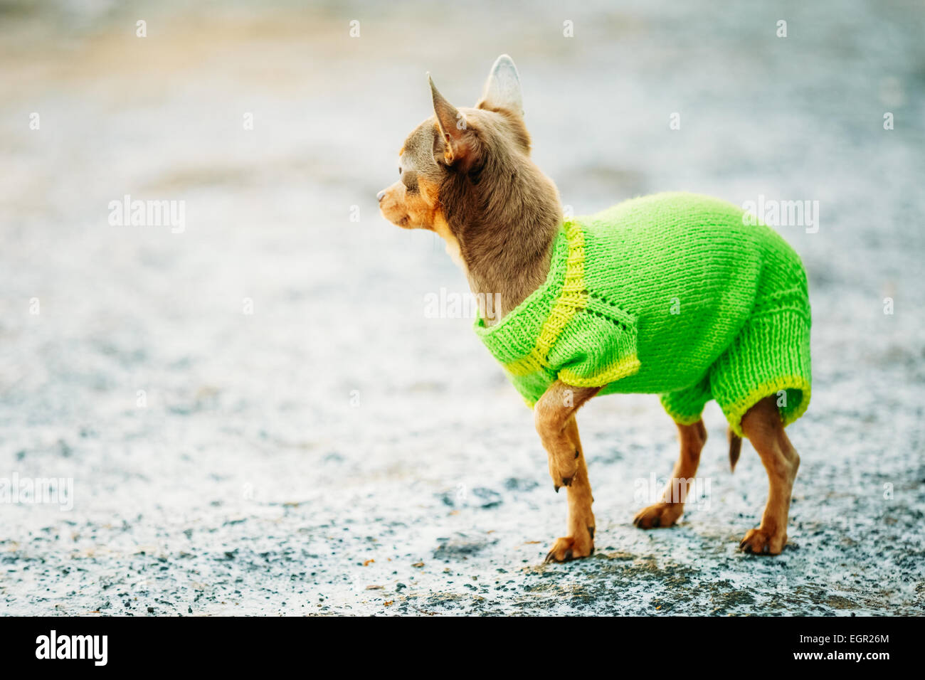 Wunderschöne kleine Chihuahua Hund gekleidet In Outfit, Aufenthalt im Freien im Frühjahr Stockfoto