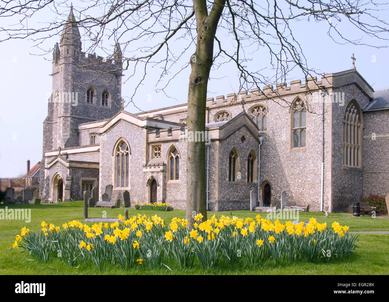 Dollar - Old Amersham - Vorfrühling - Narzissen in voller Blüte unter einem Baum - im Fokus Hintergrund Vollansicht des Str. Marys Kirche Stockfoto