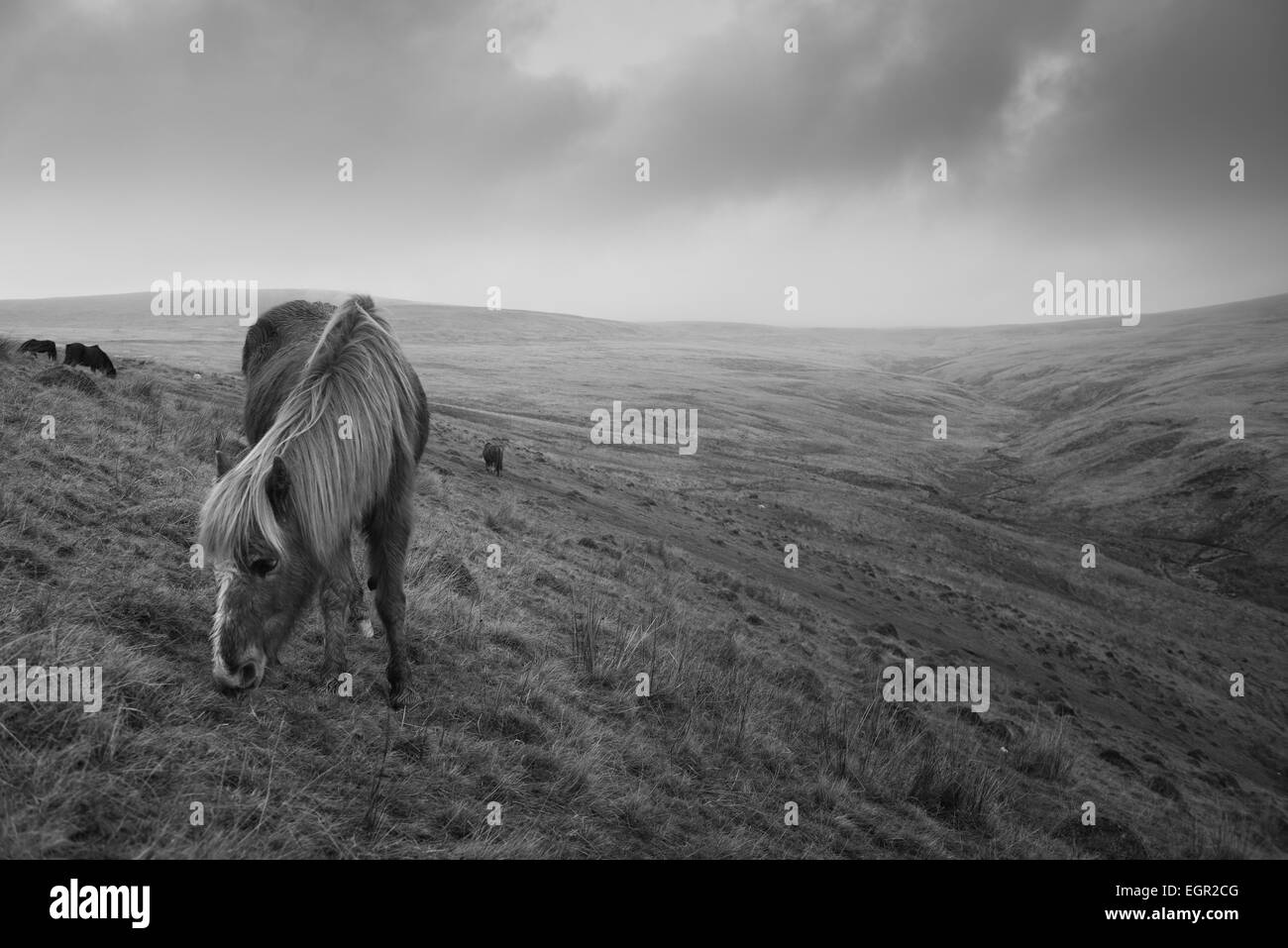 Wildes Pony im Bereich Black Mountain des Brecon-Beacons-Nationalpark, Wales, Großbritannien. Stockfoto