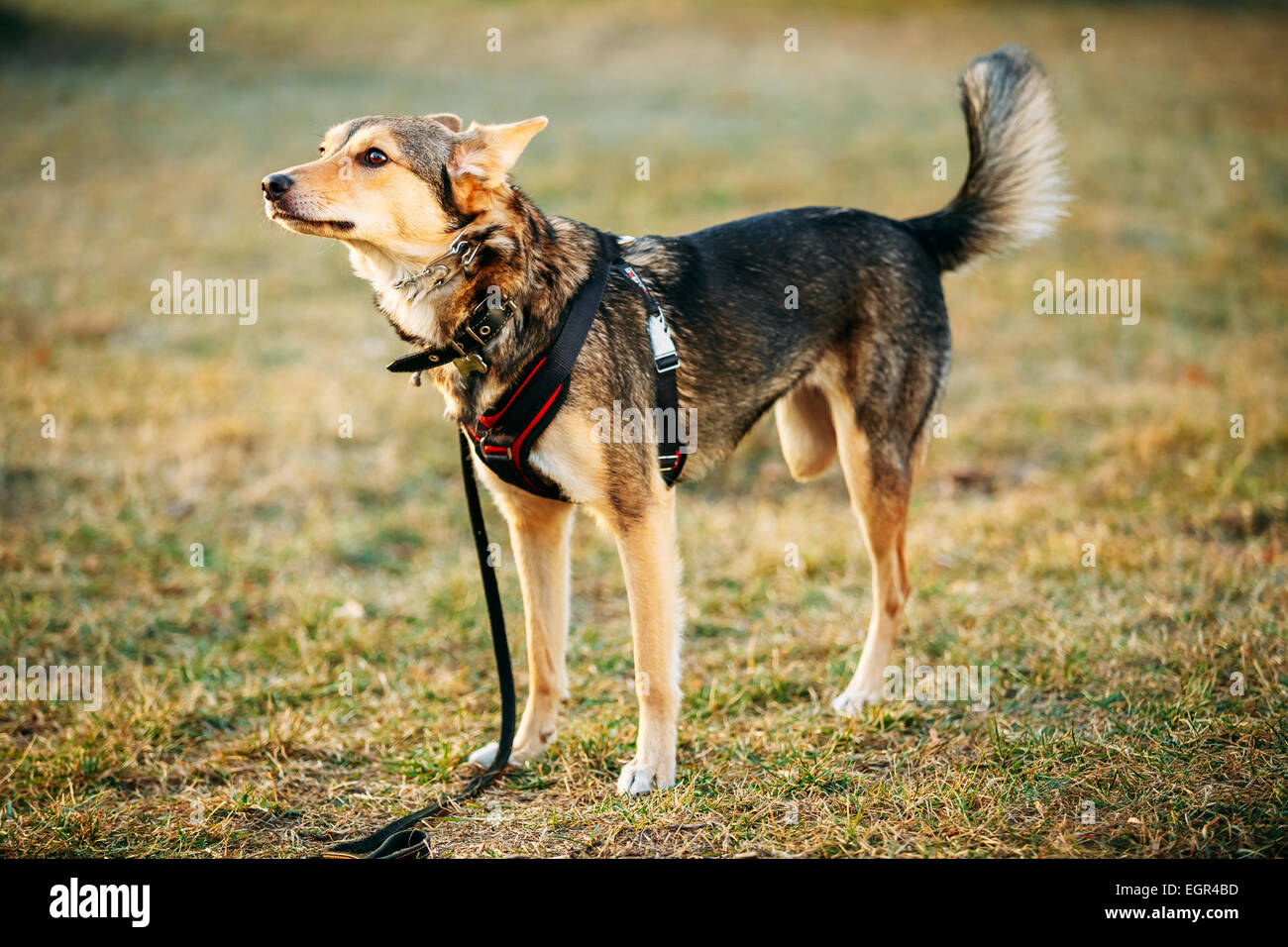Mischling mittlerer Größe drei zweibeinigen Hund stehend in einem Winkel auf die Seite der Kamera aus. Herbstzeit im freien Hund Portrait Stockfoto