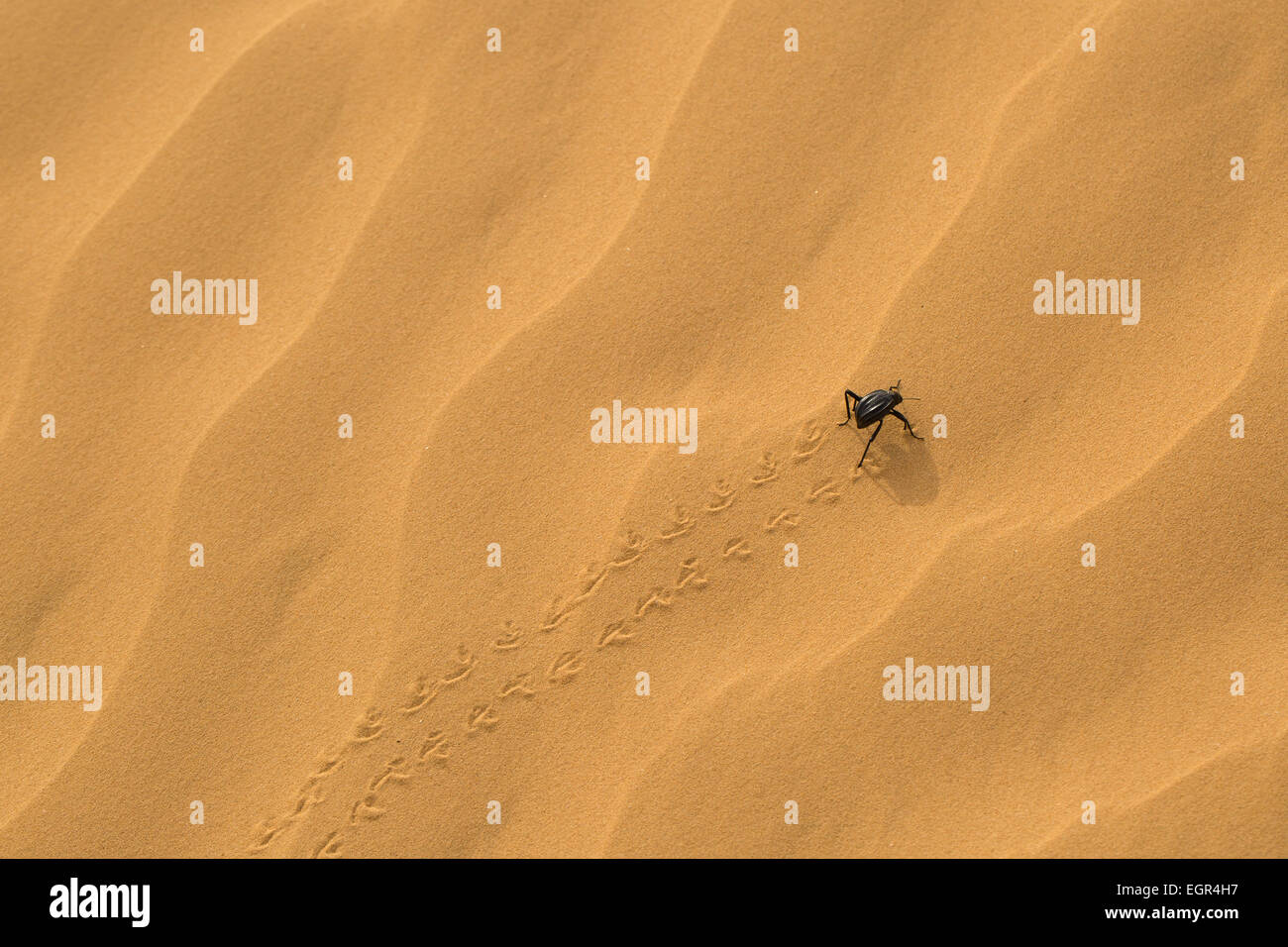 Adesmia Dilatata Käfer auf einer Sanddüne. Fotografiert in Israel im Januar Stockfoto