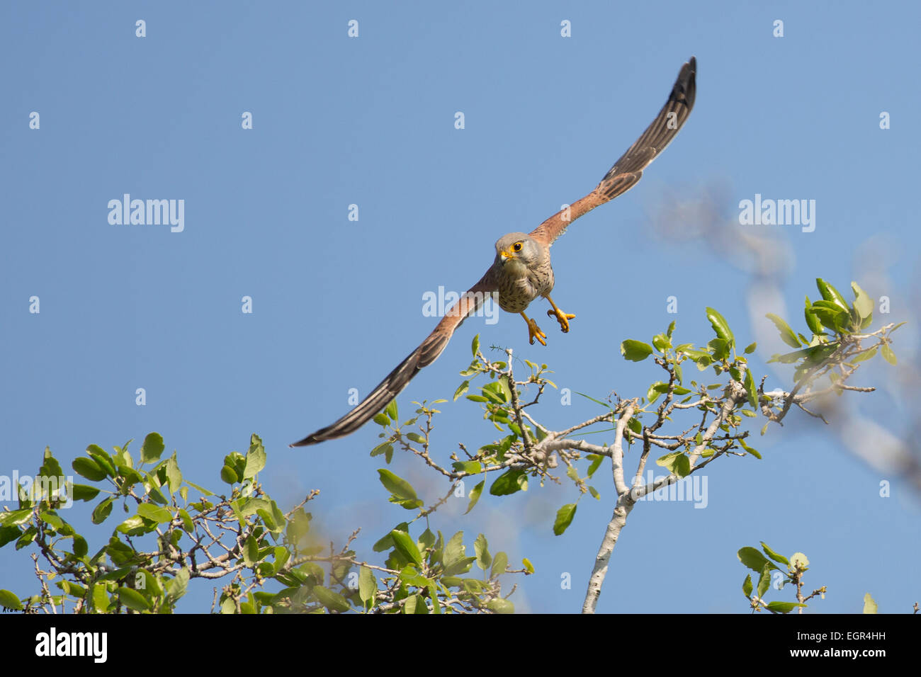 Turmfalken (Falco Tinnunculus) im Flug. Dieser Greifvogel ist ein Mitglied der Familie der Falken (Falconidae). Es ist weit verbreitet Stockfoto