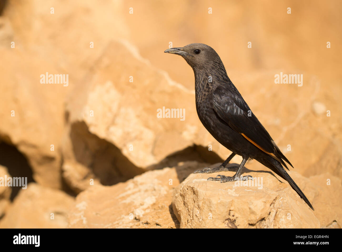 Israel, Totes Meer, weibliche Tristram Starling oder des Tristram Grackle (Onychognathus Tristramii) Stockfoto