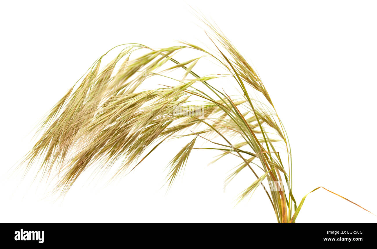 Haufen Gras mit langen Grannen isoliert auf weißem Hintergrund Stockfoto