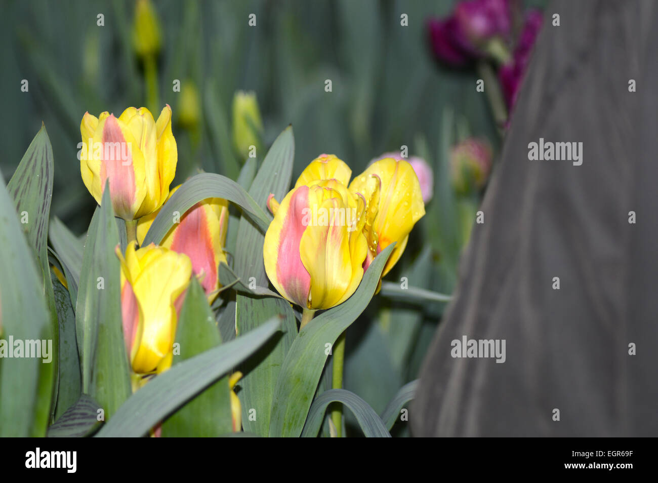 Blühende Tulpen Stockfoto