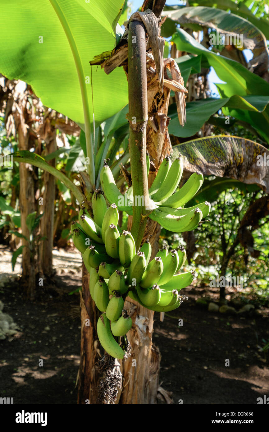 Haufen von grüne Kochbananen Bananen wachsen auf einem Baum im gemischten Plantage. Dominikanische Republik, Karibik Stockfoto