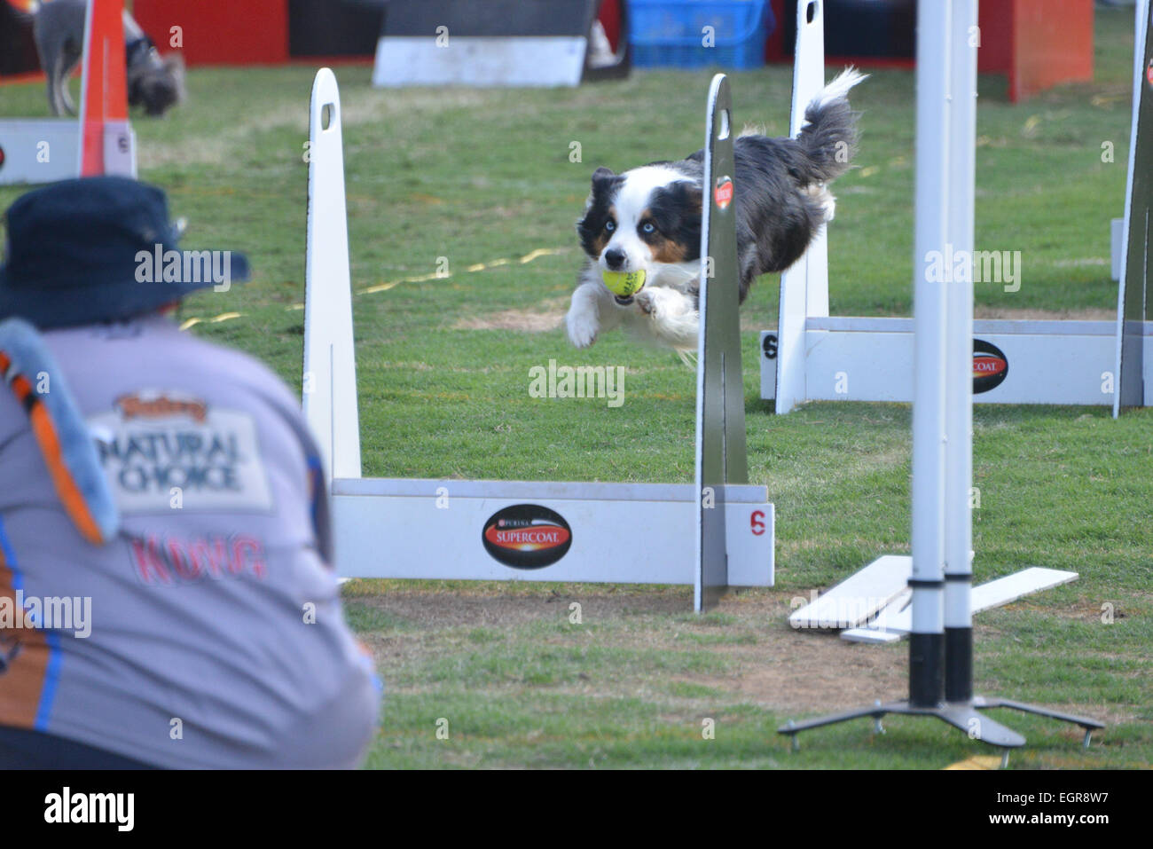 Canberra, Australien. 28. Februar 2015. Ein Hund Flyball Wettbewerb findet während der Royal Canberra Show in Canberra, Australien, 28. Februar 2015. Die Royal Canberra Show, die eine jährliche Agrarmesse seit 1927 von der Royal National Capital Agricultural Society ist, hier vom 27. Februar bis März 1 statt. © Justin Qian/Xinhua/Alamy Live-Nachrichten Stockfoto