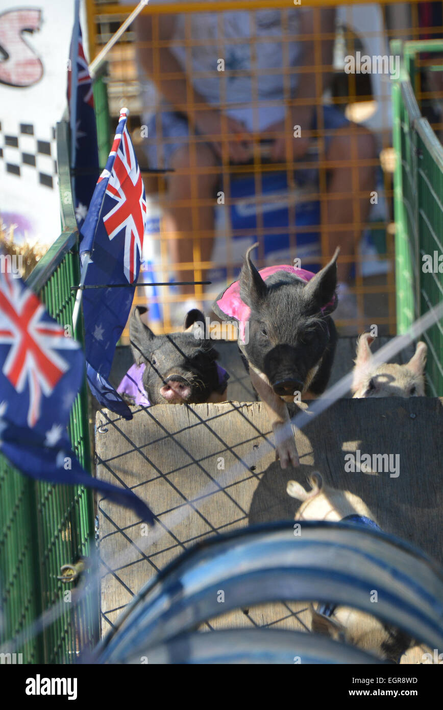 Canberra, Australien. 1. März 2015. Während die Royal Canberra Show in Canberra, Australien, 1. März 2015 ist ein Ferkel-Rennen statt. Die Royal Canberra Show, die eine jährliche Agrarmesse seit 1927 von der Royal National Capital Agricultural Society ist, hier vom 27. Februar bis März 1 statt. © Justin Qian/Xinhua/Alamy Live-Nachrichten Stockfoto