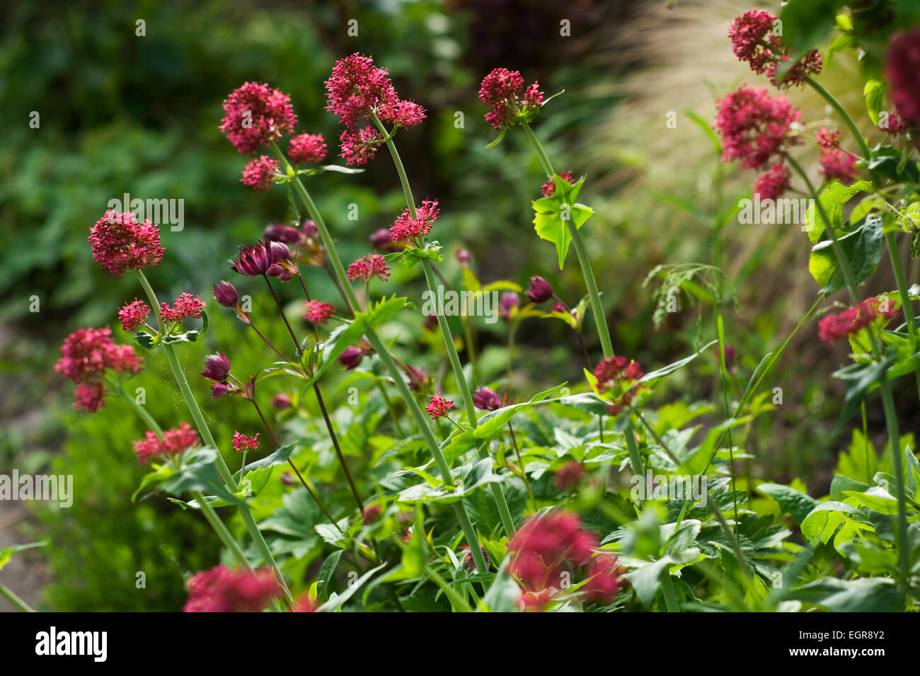 Baldrian und astrantia wachsen in einem Cotswold Cottage Garten, Gloucestershire, England, UK. Stockfoto