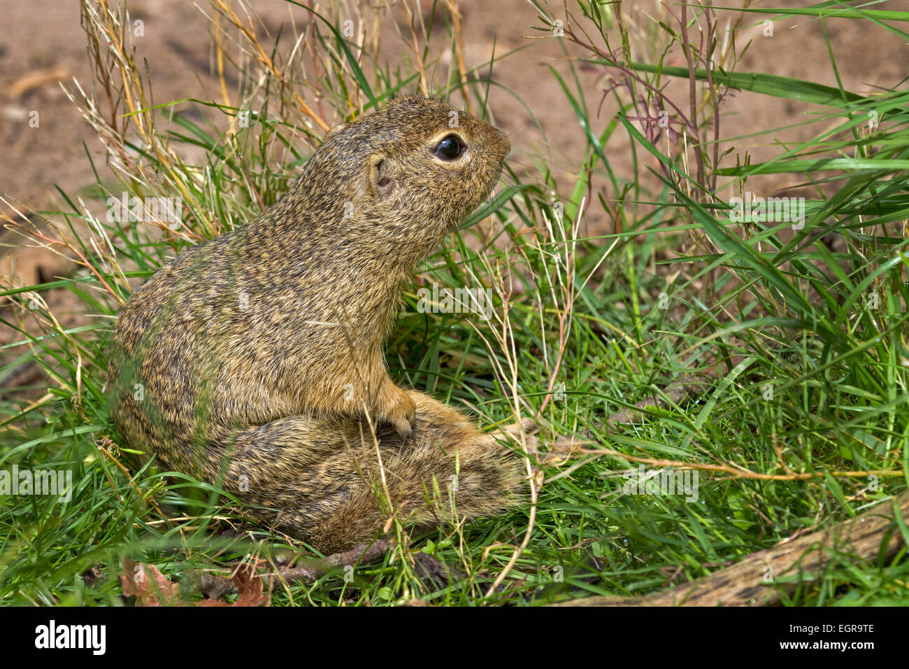 Zieselmaus Europischer ziesel -Fotos und -Bildmaterial in hoher Auflösung – Alamy