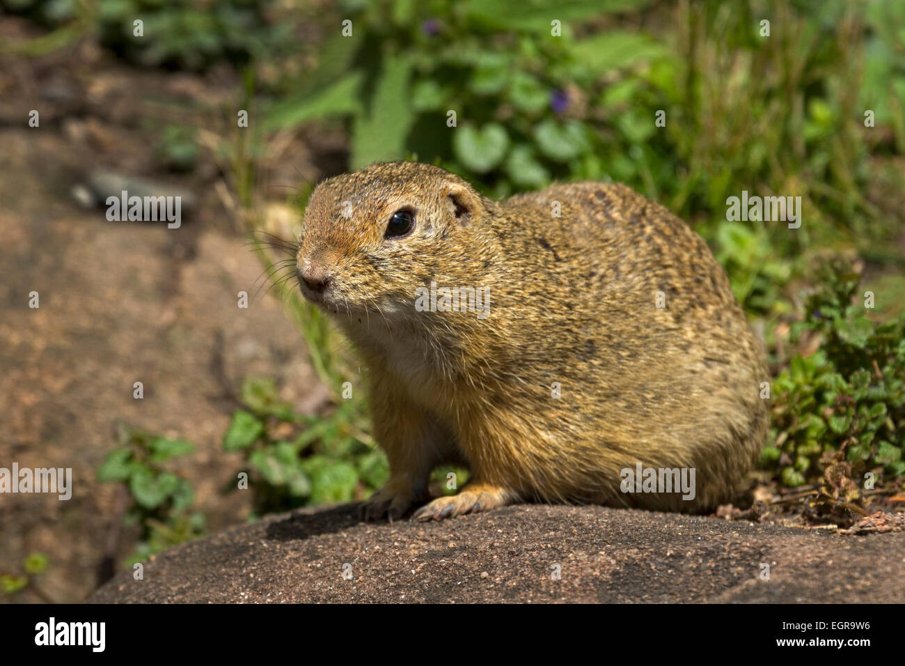 Zieselmaus Europischer ziesel -Fotos und -Bildmaterial in hoher Auflösung – Alamy