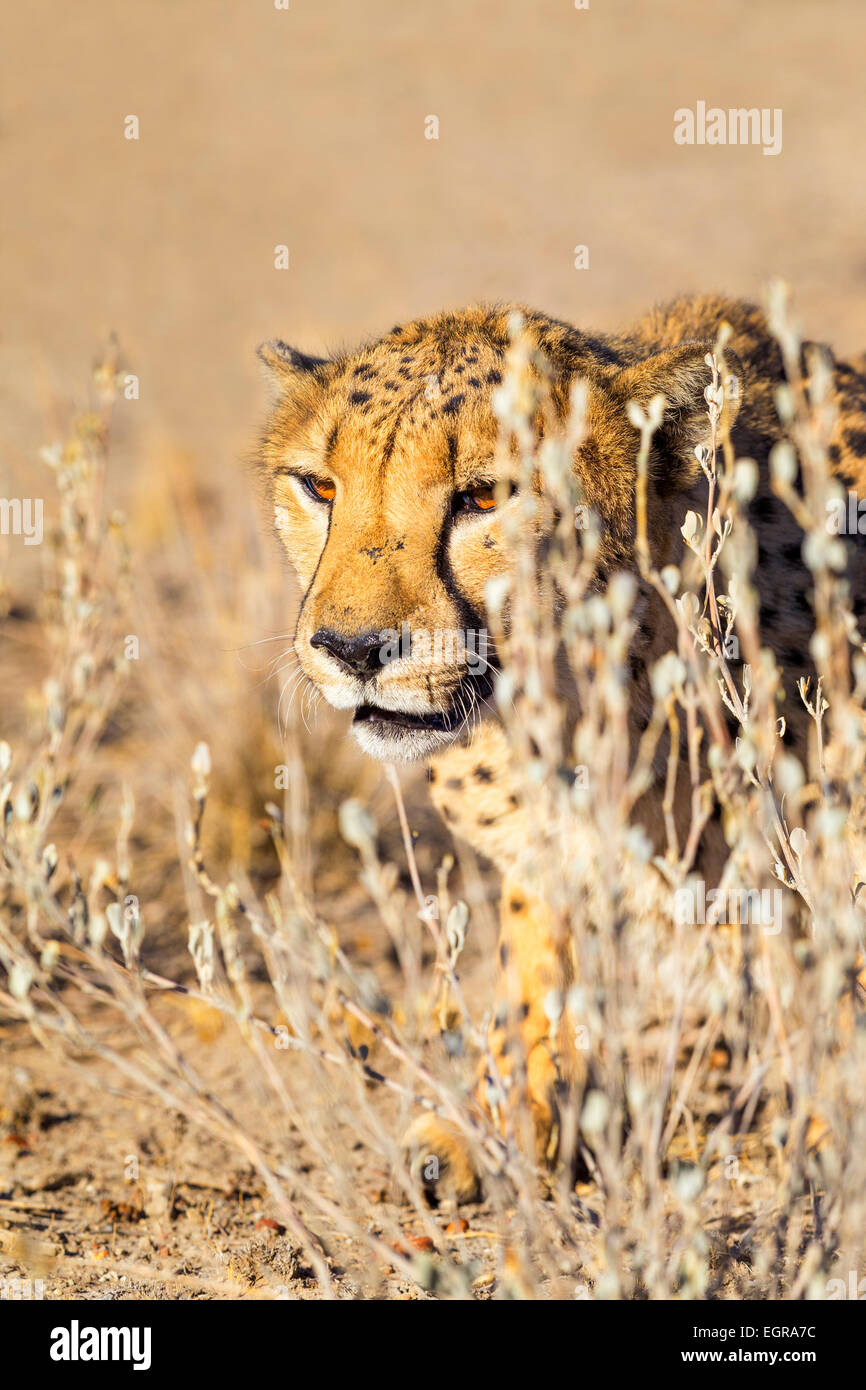 Ein Portrait eines Geparden, Namibia. Stockfoto