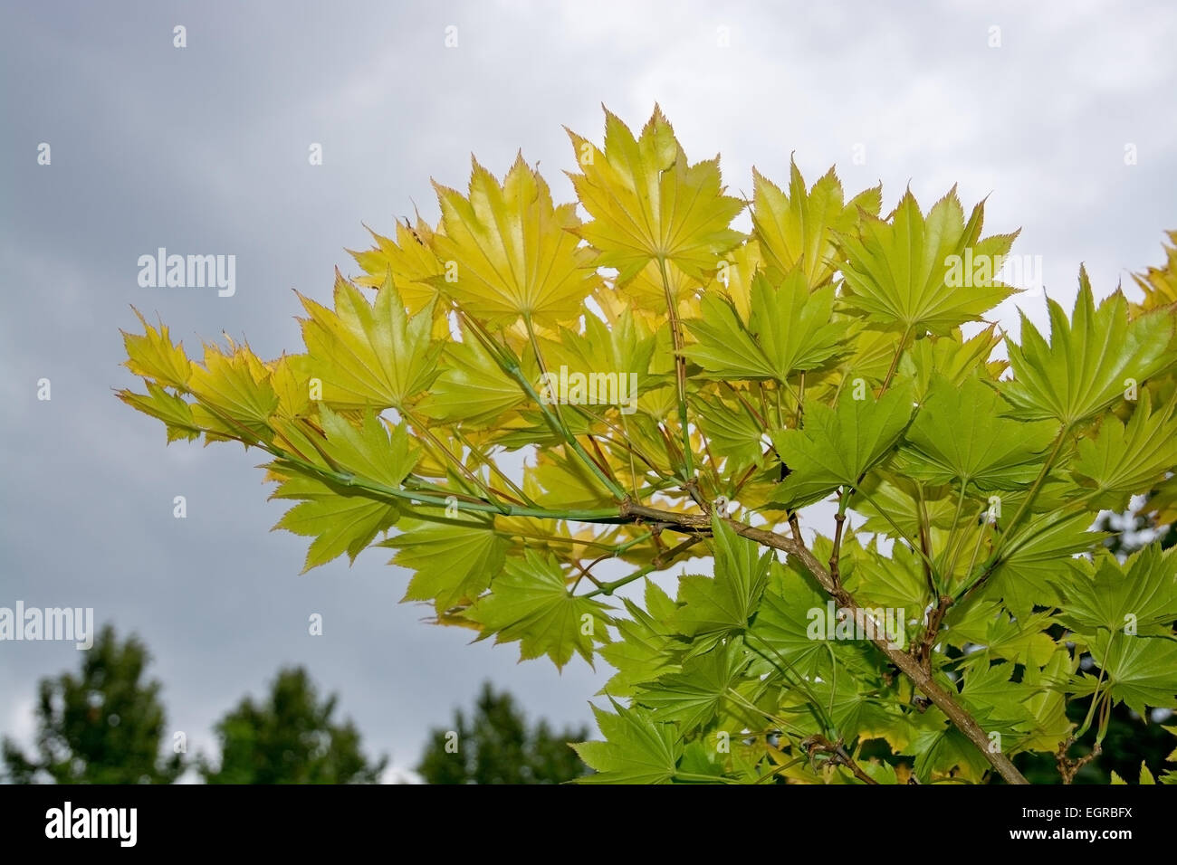 Acer Palmatum 'Dissectum Garnet', japanischer Ahorn. Garten im Juli, Schweden. Stockfoto